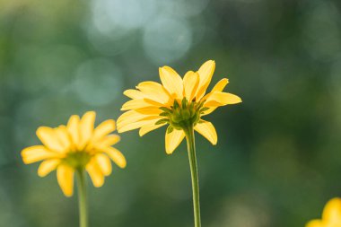 Çayırdaki üç sarı çiçeğe yakın çekim, yumuşak gölgeler, sıcak parıltı, sığ alan derinliği