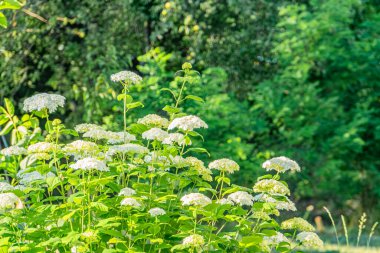 Orta Avrupa 'da bir köy ortamında, yumuşak sabah güneşinin altında yemyeşil yemyeşil, birkaç yuvarlak çiçekli bitkinin yakın görüntüsü görünür bir metin yok.