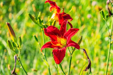 Canlı bir Orta Avrupa çayırına yakın çekim, kırmızı bir çiçek ve çevreleyen yeşil yapraklar, doğal gün ışığı altında yüksek bir açıdan yakalanır.