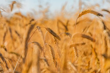 Olgun buğdayın yakın plan görüntüsü bulanık arka plan altın tanecikleri, uzun yeşil saplar ağırlıklı sarı ve yeşil renkler doğal, parlak ışıklandırma hiçbir insan ya da hayvan sığ alan derinliği yok.