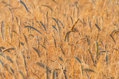 Olgun altın buğday saplarının yakın görüntüsü, ufuk ya da gökyüzü yok, ışık bile yok, insan ya da hayvan yok.