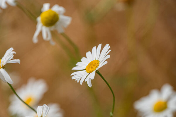 Крупный план нескольких цветущих маргариток на лугу, снятых с возвышенного угла, с острым акцентом на цветочные детали и размытым фоновым пейзажем Мягкое освещение предполагает раннее утро или позднее