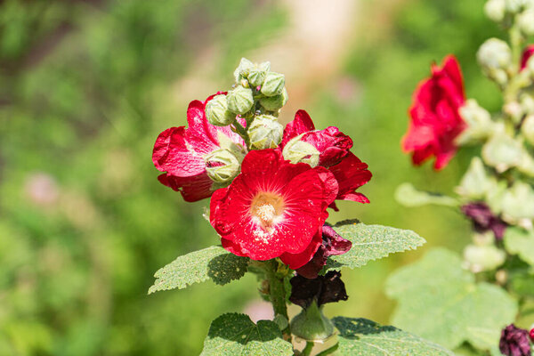 Крупный план изображения красного цветка с желтым центром, в полном расцвете среди зеленых листьев и вне фокуса фоновых растений натуралистический стиль, мягкое освещение