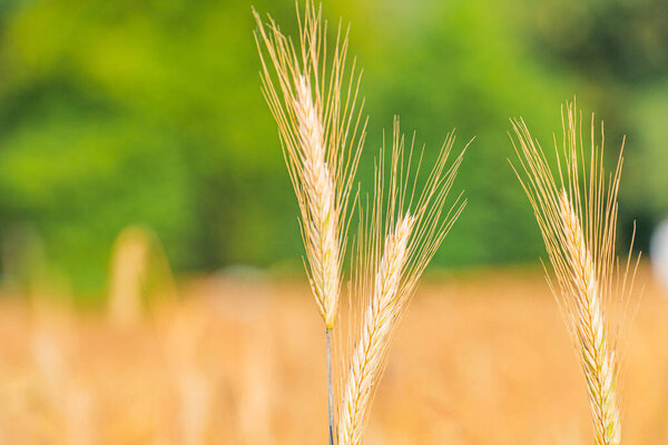 Крупный план трех золотых кукурузных ушей, с открытой сельской средой на заднем плане