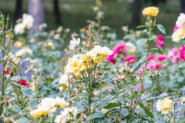 Yukarıdan canlı gül bahçesine yakın çekim, çeşitli renklerde çiçek açan güller, sarı, pembe, beyaz, birden fazla taç yaprağı, zıt yeşil yapraklar, yumuşak doğal ışık, sükunet...
