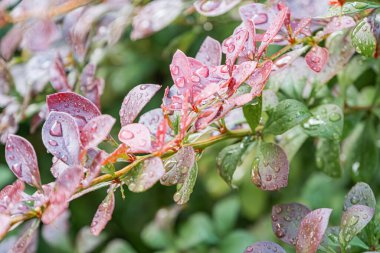 Canlı, pembe, su lekeli bir çiçeğin doğal bir ortamda, yumuşak gölgeler, dokulu yapraklar, hafif bulanık yapraklar, huzur dolu bir tarz.