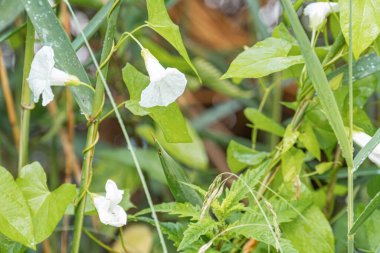 Beyaz ve mor çiçekli canlı yeşil bitkilerin yakın plan görüntüsü, yumuşak yayılmış ışık, zemin kat perspektifi, dalgın doğal ortam, insan yapımı yapılar yok, gerçekçi stil vurgulanıyor.