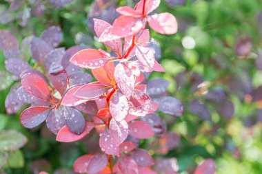 Renkli ıslak yaprakların yakın plan görüntüsü kırmızı, parlak yüzeyleri ve damlacıkları olan mor, dağınık yeşil arkaplan üzerine kurulmuş doğal ışıklandırma, sığ alan derinliği açılı perspe