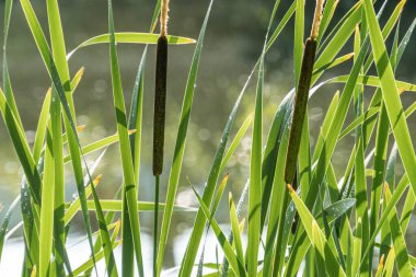 Uzun saplı, geniş yapraklı bitkilere yakın çekim, hafif yeşil eğimli organik düzenleme, çerçeve, yumuşak ve dağınık ışıklandırma döküm gölgeleri, dokuma tarzı vurguluyor