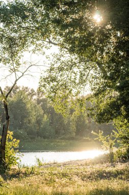 Sıcak tonlu gündoğumu ya da günbatımı sahnesi, gökyüzünü yansıtan sakin su gövdesi, ahşap dal, sallanan otlarla dolu yemyeşil alan, canlı kontrastlı, noktalı ışık efekti, resimli yaprakların gölgesi, nat