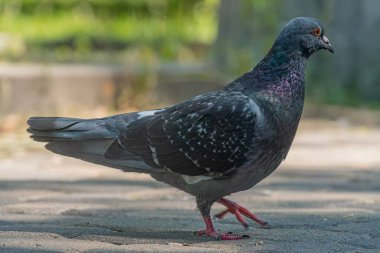 Koyu kanatlı gri bir güvercin, beyaz boyun işaretleri, ve turuncu ayaklar, beton bir yüzeyde dikilip, sağa doğru doğal ışık altında gözlem yapıyorlar.