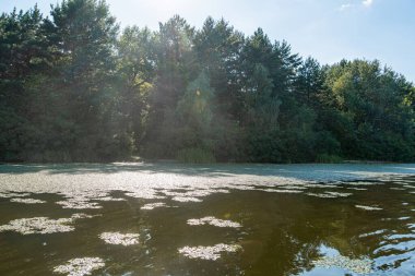 Baharın sonundan sonbaharın başına kadar uzun yeşil ağaçlarla çevrili, su birikintisi, gölet ya da nilüfer yaprakları ve gölgeli gölgeli bir göl içeren güneşli bir gün sahnesi. Gökyüzünün yansıması.