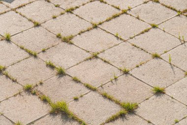 Şehir ortamında ringa kemiği desenli gri fayansların yakın çekimi, bazı pürüzsüz dokular arasında büyüyen yabani otlar ya da otlar, akşam üstü soldan gelen yumuşak kenarlar,