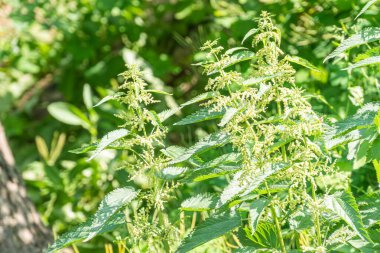 Yoğun bir şekilde paketlenmiş, desenli, parlak yeşil yapraklı küçük bir bitkinin dış mekanda doğal ışık kaynaklarından yumuşak gölgeler oluşturan vahşi bahçe türlerine işaret eden görüntüsü, doğal ışık kaynağına doğru eğilim.