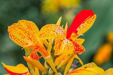 Yakın plan, sarı benekli iki kırmızı zambak çiçeği, yeşil yapraklar ve gövdeler üzerinde, gerçekçi stil, canlı renkler, karmaşık detaylar, yumuşak gölgeler, ek nesne veya metin yok