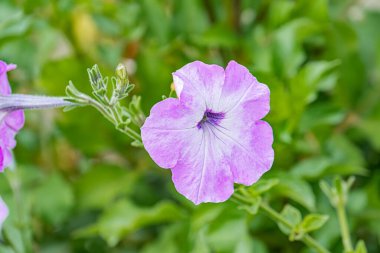Merkezi bir mor çiçeğe yakın çekim. Yeşil yaprakların arasında 5 taç yaprağı, yumuşak ışıklandırma, detaylı çiçek desenleri.