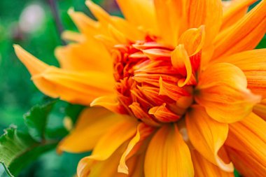 Çiçek, turuncu ve kırmızı iç yüzeyli parlak sarı taç yapraklarına ve Varyi 'nin üst yapraklarında kahverengi tohum başlıklarına sahiptir.