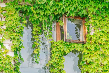 Huzurlu bir sahne, kısmen açık beyaz bir pencere içerir, sarmaşıkların arasından dökülen sarmaşıklar ve kepenkler içerideki oda sarı ışıkla kaplıdır.