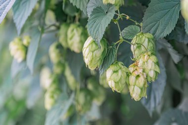 Açık hava ortamında dizgilerin üzerinde zıplamalar, olgunluğun değişen aşamaları, dantelli yapılar, yumuşak gün ışığı, bulanık arkaplan