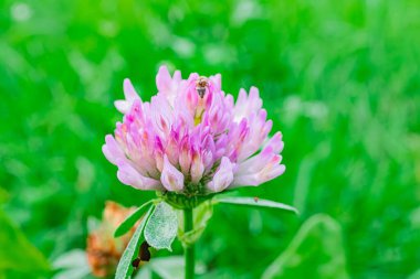 Tek bir karahindibanın yakın çekimi, beyaz tüylü parlak sarı çiçek arıyı ziyaret eden açık hava çimen, bitki aydınlatma, yeşil gölgeler doğada kısacık bir an