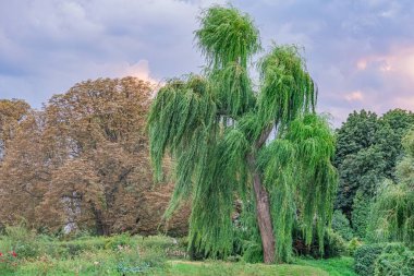 Açık havada söğüt ağacının soluk mavi bir gökyüzüne ve canlı yeşil yapraklara dalları olan diğer ağaçlar, bulutlar ve yumuşak gölgeler arka planda insan yapımı olmayan bir nesne.