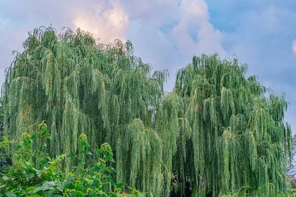 İki söğüt ağacı sakin bir açık hava ortamında, yemyeşil yapraklar ve sarkan dallarla, yumuşak yayılmış ışık altında, sabahın erken saatlerinde ya da öğleden sonra hiçbir insan aktivitesinin bulanık olmadığını gösteriyor.