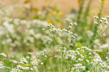 Sarı merkezli beyaz çiçeklerle dolu orta Avrupa çayırlarının yakın açılı görüntüsü, halı benzeri bir etki yaratıyor. Gündüz ışığı parlak ama yumuşak renkleri gösteriyor.