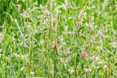 Çeşitli doku ve şekillere sahip çeşitli bitki türlerinin sergilendiği bir Orta Avrupa çayırının yakın plan görüntüsü baskın renkler yeşil, kahverengi, pembe ve beyaz gündüz doğal ışıklandırmasıdır.