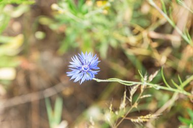 Orta Avrupa 'da bir çayırda yaprakların bir zemin üzerinde duran canlı mavi çiçeğin yakın plan görüntüsü doğal olarak bulanıklaşır ve çiçeğin odak noktası olmasını sağlar.
