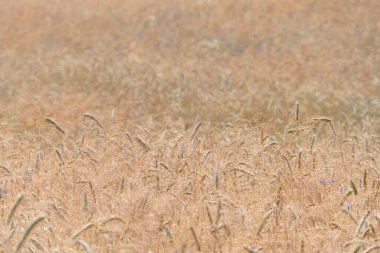 Geniş buğday tarlası, altın kahverengi renkler, uzun otlar, deniz benzeri efekt, dokulu görünüş, ön planda tek başına gözlemci, dürbün benzeri bir alet, sol ve sağ taraftan doğal aydınlatma.
