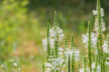 Orta Avrupa çayırındaki birkaç beyaz çiçeğin yakın plan görüntüsü, yumuşak ışıklandırma, gerçekçi fotoğraf tarzı, makro ayrıntılar, bulanık arkaplan, metin veya insan yok