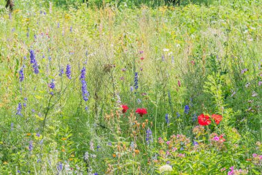 Canlı kır çiçekleri ile yemyeşil çayır pembe, kırmızı, yeşil arka planda mor, uzun otlar, benekli güneş ışığı, geniş görüş, dengeli kompozisyon