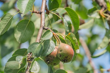 Bulutlu bir günde, eski bir Orta Avrupa köyünde, tomurcuklanmış bir armut ağacına yakından bakınca her biri küçük beyaz benekli, yeşil yapraklar ve olgun kırmızı armutlarla doludur.