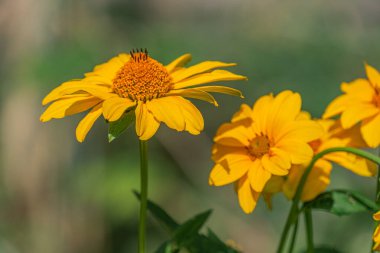 Bulanık çayır arka planına karşı iki sarı papatyanın yakın çekimi, yukarıdan çekilmiş.