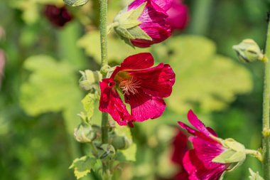 Bahçedeki kırmızı merkezli pembe çiçek kümesinin yakın plan görüntüsü, doğal ve parlak ışık, yumuşak desenli taç yaprakları, hafif açı perspektifi derinlik yaratıyor.