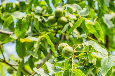 Orta Avrupa 'da bir köyde, insansız bir meyve bahçesinin manzarası yükseldi. Olgunlaşmamış meyveler, tepe örtüsünün yaprakları arasında serpildi. Doğal gün ışığı manzarayı aydınlatıyor.
