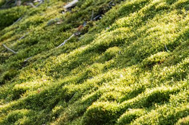 Eski bir Orta Avrupa köyündeki ıslak, yeşil bir bitkinin gün içinde dokular ve detaylar üzerine yoğunlaşarak çekilmiş yakın görüntüsü.