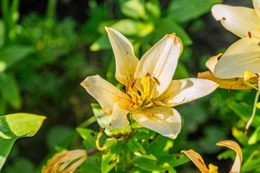 Orta Avrupa 'da bir köyde, yeşil yapraklara ve benekli güneş ışığına karşı yüksek kontrastlı ve dinamik kompozisyona sahip taze bir nilüfer çiçeğinin yakın çekimi.