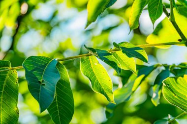Eski bir Orta Avrupa köyünde, güneş ışığı altında yıpranmış ağaç yapraklarının yakın plan görüntüsü, bulanık bir arka plan, dalları ve mavi gökyüzünü gösteriyor.