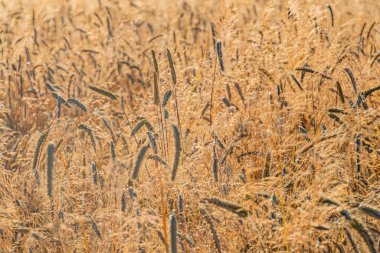Olgun tarlalar, şafakta veya alacakaranlıkta altın-kahverengi buğday uzun saplar, doku ve renklere odaklanarak hafifçe sallanır.