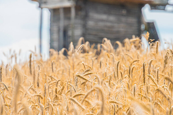Облачное небо, большое пшеничное поле с золотисто-коричневыми высокими травами, частично затемненная старая водонапорная башня, сельский пейзаж, центральноевропейская деревня, натуралистический стиль фотографии