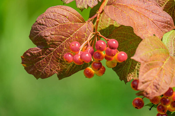 Крупный план красных, круглых ягод на зеленых листьях на открытом воздухе Центральной Европы, дневное освещение