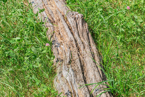 Краткое описание Large, aged, irregular tree branch on grassy surface in an ancient Central European village