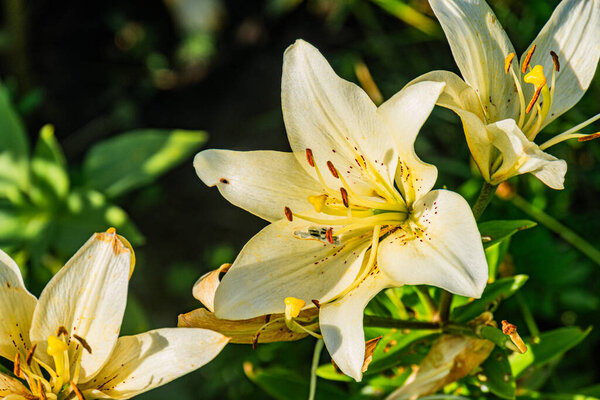 Крупный план желтых лилий против зеленой листвы, мягкие тени, дневное освещение, натуралистический стиль, мелкая глубина резкости