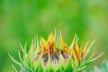 Sağlıklı bir ayçiçeğine yakın çekim, çeşitli safhalarda parlak sarı çiçekler, sığ alan derinliği, yaprakların arasından süzülen doğal ışık, yumuşak ışık desenleri ve gölgeli Glo