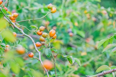 Olgun kırmızı böğürtlen dolu meyve ağaçlarının yakın plan görüntüsü, zıt yeşil yapraklarla, gerçekçi bir şekilde hafif ışıklandırılmış.