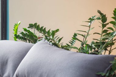 Sıcak iç mekan, pencere duvarına yaslanmış gri yastıklar yumuşak yumuşacık yastıklar kadife ya da mikrofiber, büyük yeşil yapraklı kapalı alan bitkisi, sıcak pencere ışığı ya da yapay, vi yok.