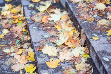 Sarı ve turuncu yapraklı beton merdivenlerde sonbahar sahnesi, zıt dokular, yumuşak ışıklandırma, üst manzara.