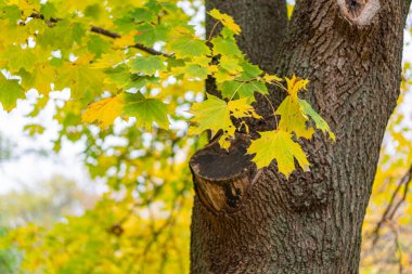 Canlı, turuncu ve sarı yapraklı sonbahar ağacı manzarası yumuşak ışıklı bir gökyüzüne dayanıklı gövde, derinlik perspektifi, gerçekçi bakış açısının altında doğal güzelliği yakalıyor.