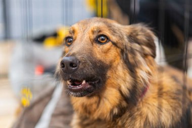 Bulanık bir barınak ortamında pasaklı kahverengi ve beyaz bir köpek meraklı veya dikkatli bir ifadeyle kameraya bakıyor.